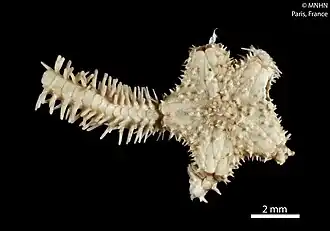 Ophiocentrus crassuspinosus