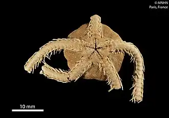 Ophiochiton fastigatus