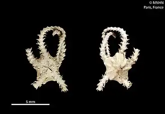 Ophiochondrus stelliger