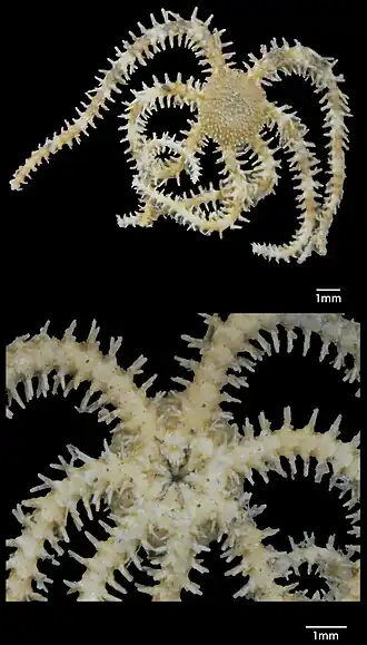 Ophiocomella sexradia