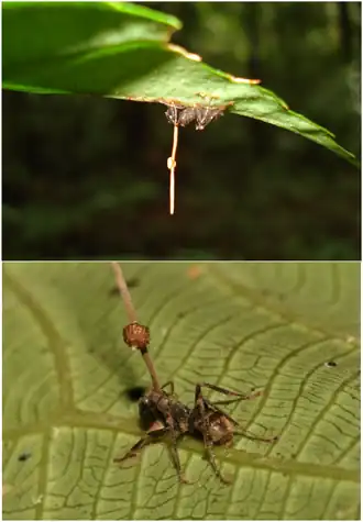 Camponotus leonardi mieren geparasiteerd door Ophiocordyceps unilateralis.