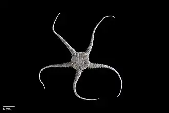 Ophiocrossota multispina