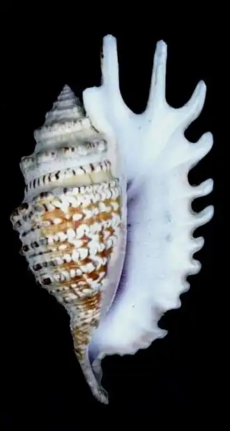 Ophioglossolambis violacea