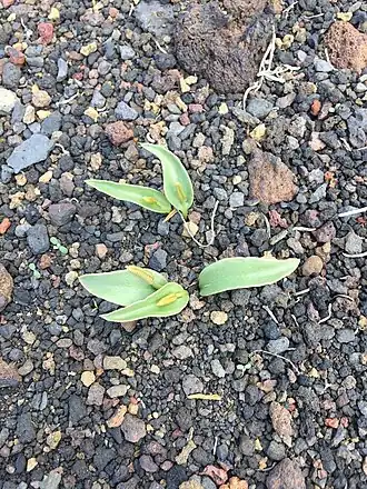 Ophioglossum polyphyllum