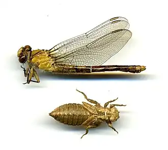 Ophiogomphus acuminatus