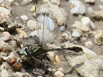 Ophiogomphus australis