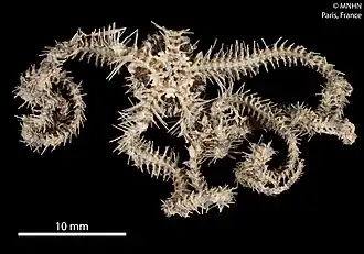 Ophiogymna pulchella