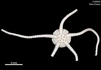 Ophioleuce seminudum