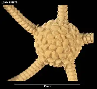 Ophiomages cristatus