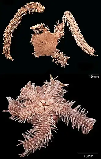 Ophiomastix koehleri