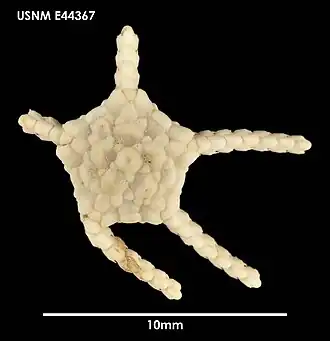 Ophiomastus bispinosus