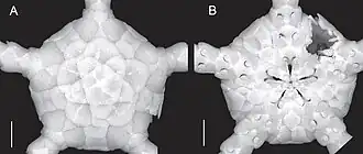 Ophiomastus satelitae