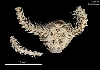 Ophiomedea duplicata