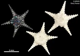 Ophiomisidium crosnieri