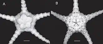 Ophiomisidium tommasii