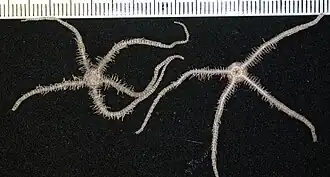 Ophiomitrella granulosa