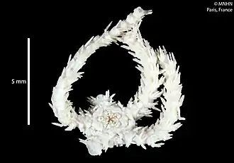 Ophiomitrella parviglobosa