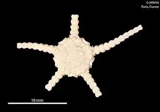 Ophiomusium acuferum