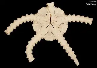 Ophiomusium facundum