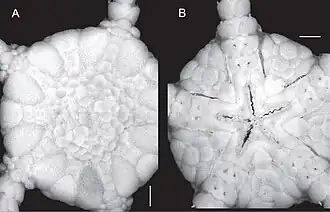 Ophiomusium eburneum