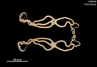 Ophiomyxa bengalensis