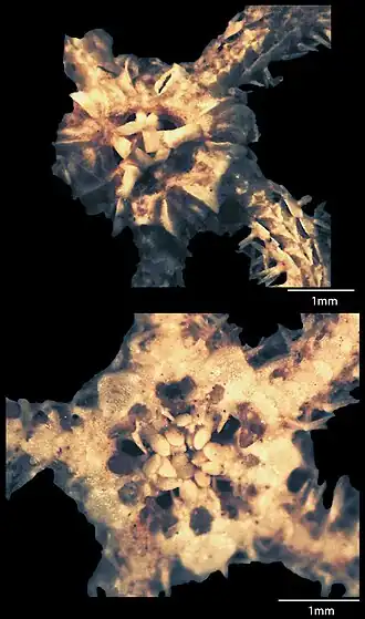 Ophionephthys lowelli