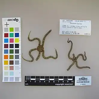 Ophionereis fasciata