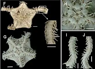 Ophionereis squamulosa