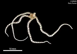 Ophioneroides granum