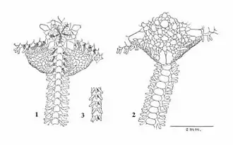 Ophiophragmus disacanthus