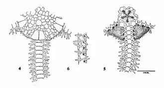 Ophiophragmus lonchophorus
