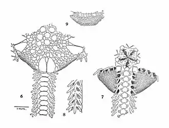 Ophiophragmus stellatus
