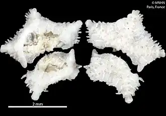 Ophiophycis gloriensis