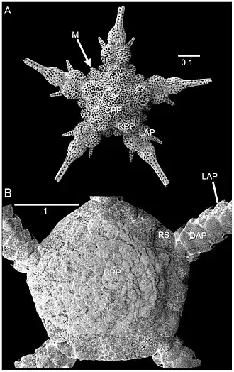Ophiopleura borealis