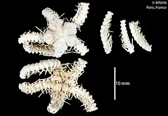 Ophioplinthaca abyssalis