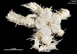 Ophioplinthaca amezianeae