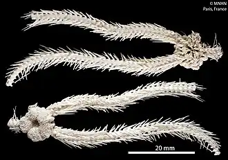 Ophioplinthaca globata