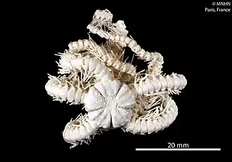 Ophioplinthaca incisa