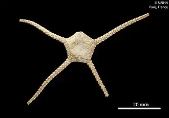 Ophioplinthus mordax