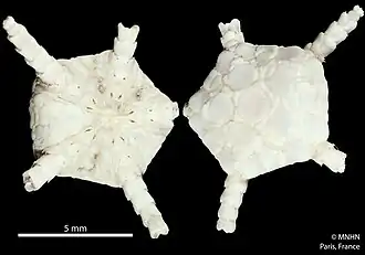 Ophioplinthus scissa