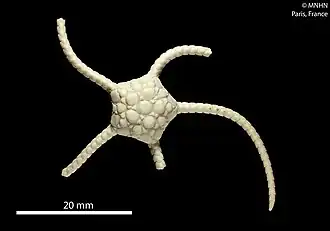 Ophioplinthus tumescens