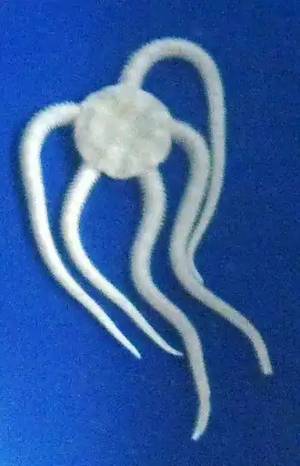 Ophioplocus japonicus