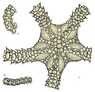 Ophioplus tuberculosus