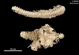 Ophiopristis procera