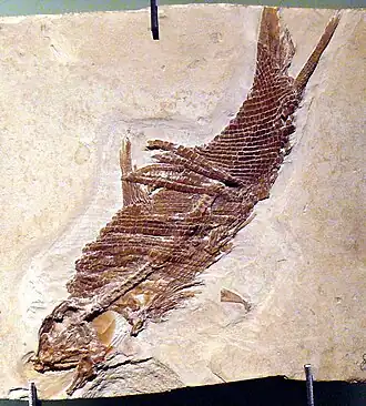Macrosemiiformes
