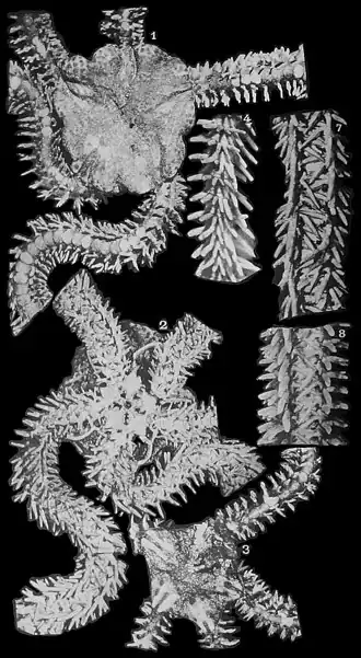 Ophiopsila guineensis