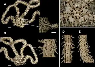Ophiopsila hartmeyeri