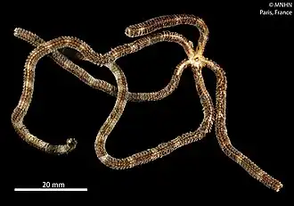 Ophiopsila multipapillata