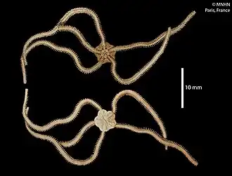 Ophiopsila paucispina