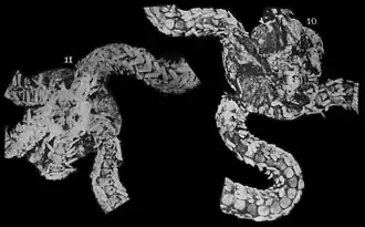 Ophiopsila platispina